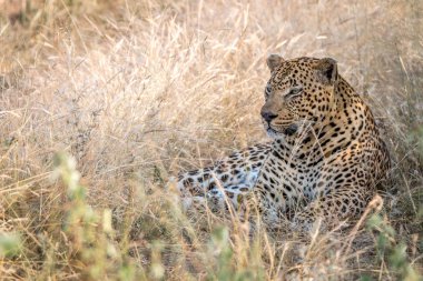 Otların arasında oturan bir erkek leopar.