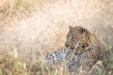 Otların arasında oturan bir erkek leopar.