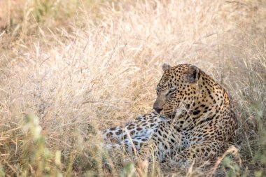 Otların arasında oturan bir erkek leopar.