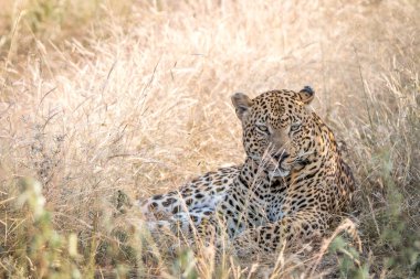 Otların arasında oturan bir erkek leopar.