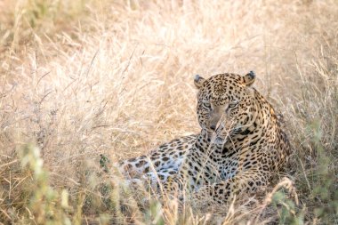 Otların arasında oturan bir erkek leopar.