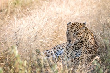 Otların arasında oturan bir erkek leopar.