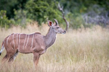 Çimenlerde etrafa bir Kudu.