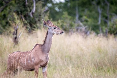 Çimenlerde etrafa bir Kudu.