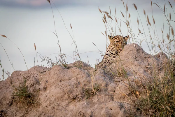 Een ontspannen op de top van een heuvel termiet Luipaard. — Stockfoto
