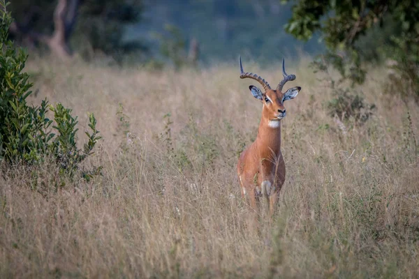 Um Impala a olhar para a câmara . — Fotografia de Stock