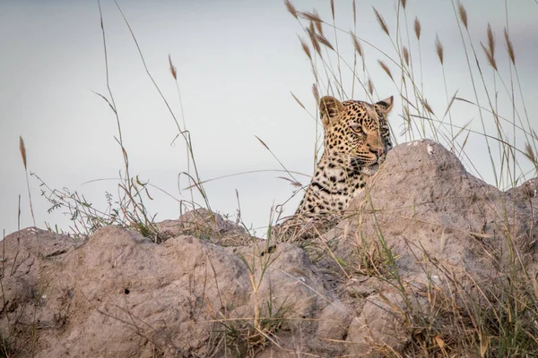 A Leopard relaxing on top of a termite mound. — Stock Photo, Image