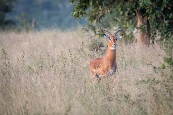 Um Impala a olhar para a câmara . — Fotografia de Stock