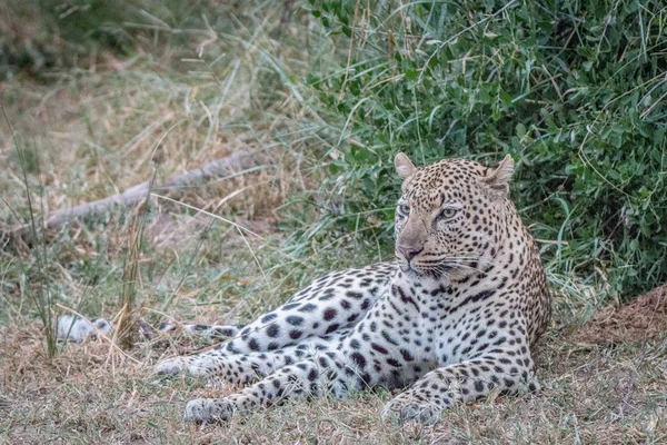 Çim döşeme bir leopar.