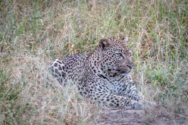 Um leopardo deitado na relva . — Fotografia de Stock