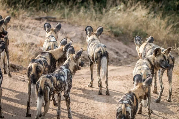 A pack of African wild dogs looking around. — Stock Photo, Image