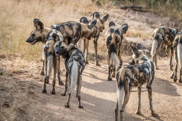 A pack of African wild dogs looking around. — Stock Photo, Image