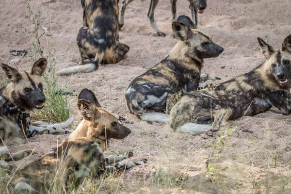 Een pack van Afrikaanse wilde honden leggen in het zand. — Stockfoto