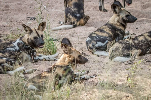 Sekelompok anjing liar Afrika tergeletak di pasir . — Stok Foto