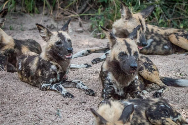 A pack of African wild dogs laying in the sand. — Stock Photo, Image