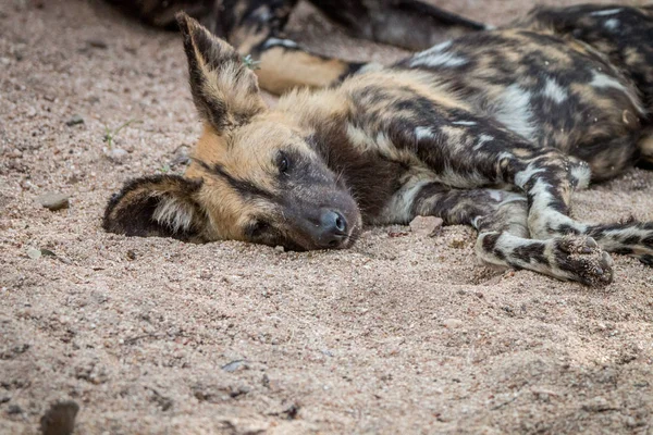 Africký divoký pes spí v písku. — Stock fotografie