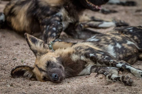 An African wild dog sleeping in the sand.