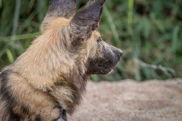 棒で遊んでアフリカの野生の犬. — ストック写真
