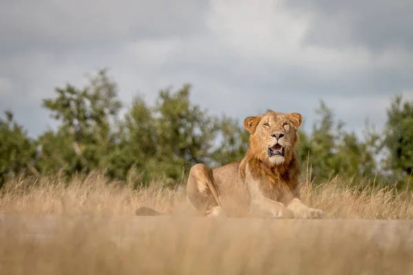 A male Lion staring at the camera.
