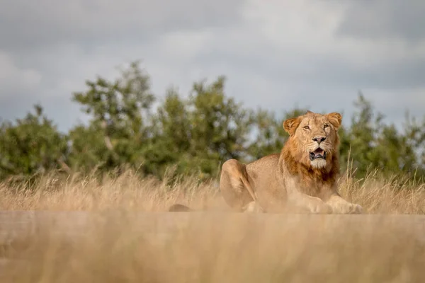 Un León macho mirando a la cámara . — Foto de Stock