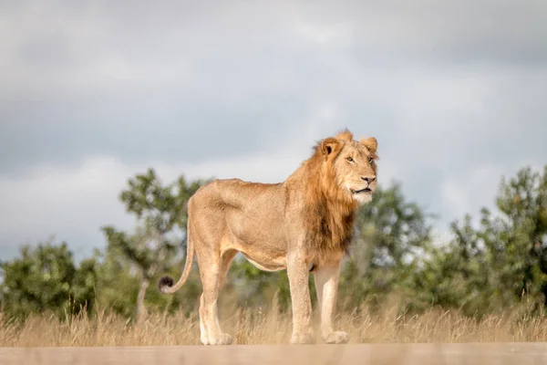 A male Lion standing on the road.