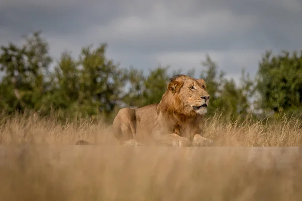 Ein männlicher Löwe liegt auf der Straße. — Stockfoto