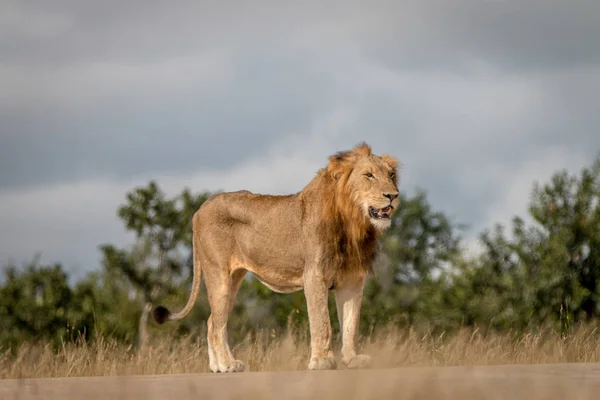 A male Lion standing on the road.