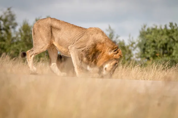 Dois Leões machos se unindo na estrada . — Fotografia de Stock