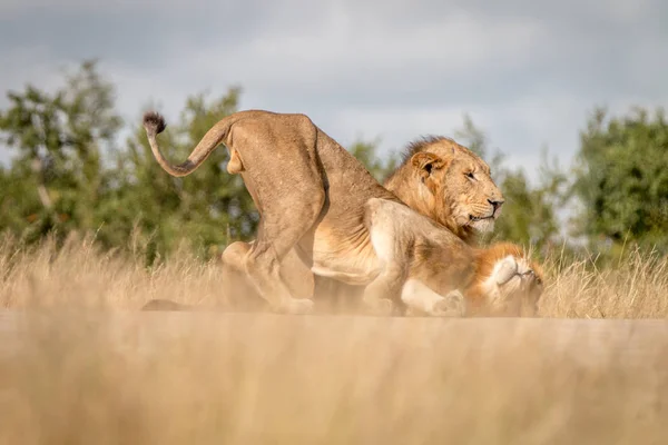 İki erkek aslan yolda yapıştırma. — Stok fotoğraf