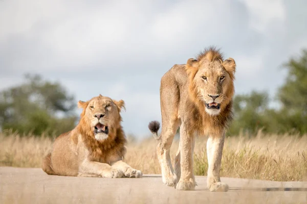 Two male Lions staring at the camera.