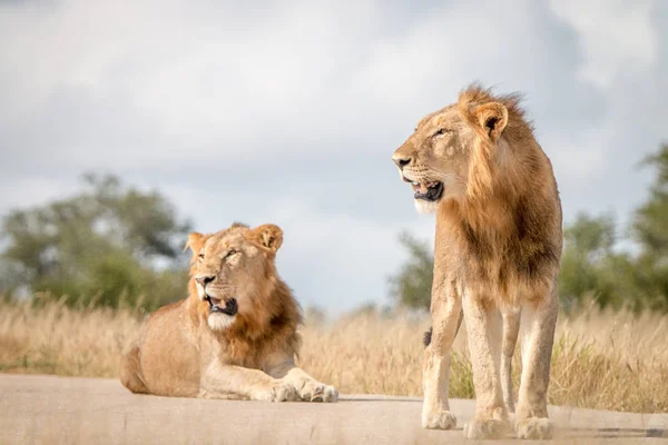 Δύο αρσενικά λιοντάρια που αναπαύεται στο δρόμο. — Φωτογραφία Αρχείου