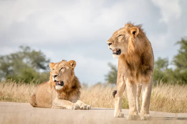 Zwei männliche Löwen ruhen sich auf der Straße aus. — Stockfoto