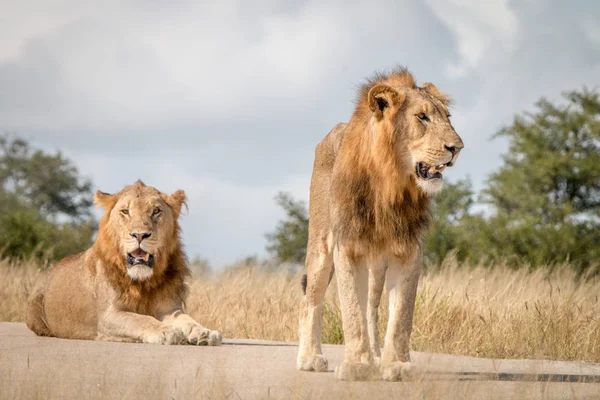 Δύο αρσενικά λιοντάρια που αναπαύεται στο δρόμο. — Φωτογραφία Αρχείου