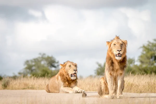 Yolda oturan iki erkek aslan. — Stok fotoğraf