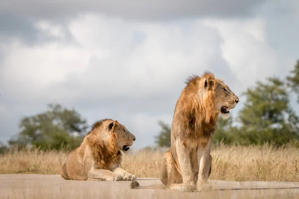 Δύο αρσενικά λιοντάρια που κάθονται στο δρόμο. — Φωτογραφία Αρχείου