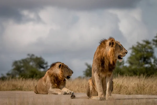 Δύο αρσενικά λιοντάρια που κάθονται στο δρόμο. — Φωτογραφία Αρχείου