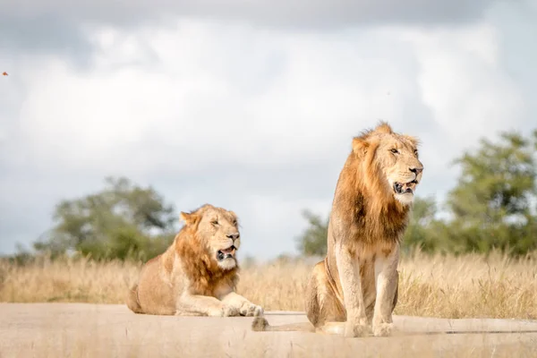 坐在路边的两个雄性狮子. — 图库照片