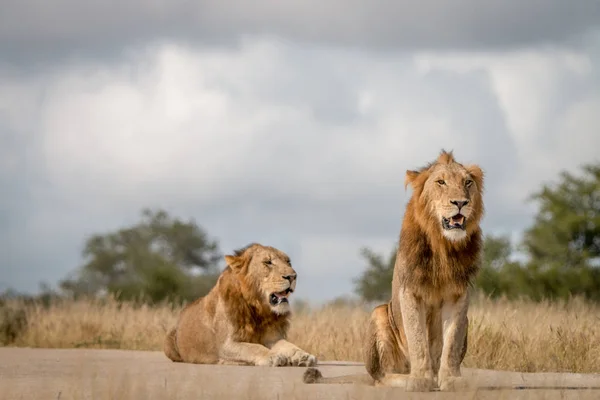 Dos leones machos sentados en el camino . — Foto de Stock