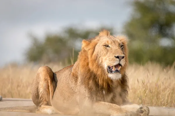 Un León macho tendido en el camino . — Foto de Stock