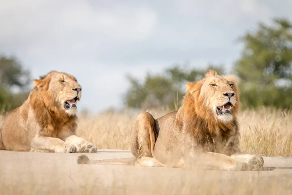İki erkek aslan yolda dinlenme. — Stok fotoğraf