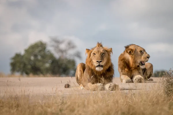 Два самца Львов лежат на дороге . — стоковое фото