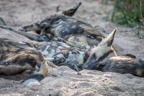 Dinlenme Afrika vahşi köpek sürüsü.