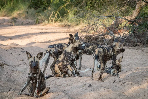 Sekelompok anjing liar Afrika bermain . — Stok Foto