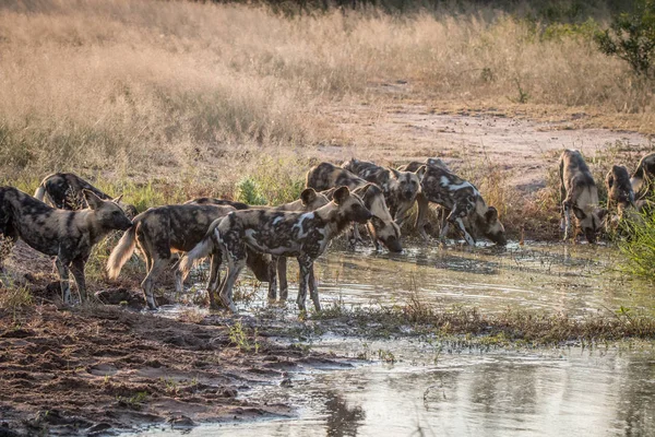 A pack of African wild dogs drinking. — Stock Photo, Image