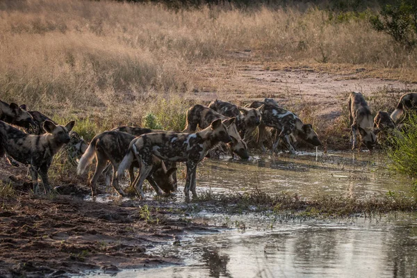 Una manada de perros salvajes africanos bebiendo . — Foto de Stock