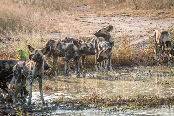 A pack of African wild dogs drinking. — Stock Photo, Image