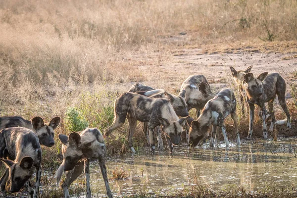A pack of African wild dogs drinking. — Stock Photo, Image