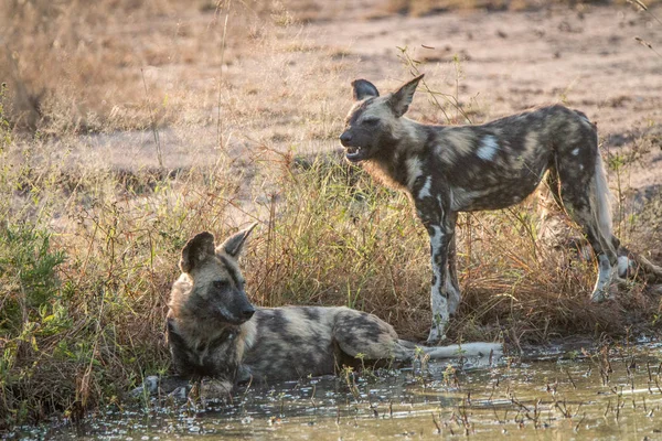 Two African wild dogs resting in the water.