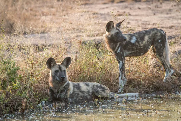 Two African wild dogs resting in the water.