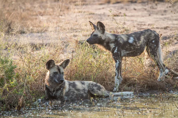 Two African wild dogs resting in the water.